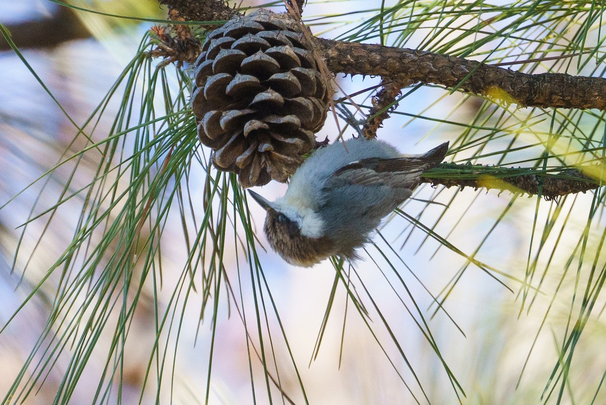 Brown-headed Nuthatch - ML629417426