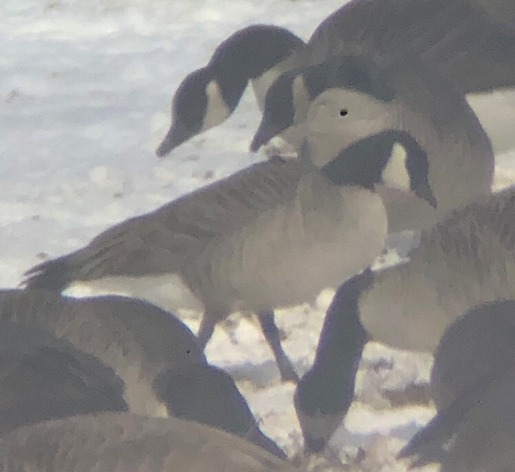 Cackling Goose (Richardson's) - ML629417604