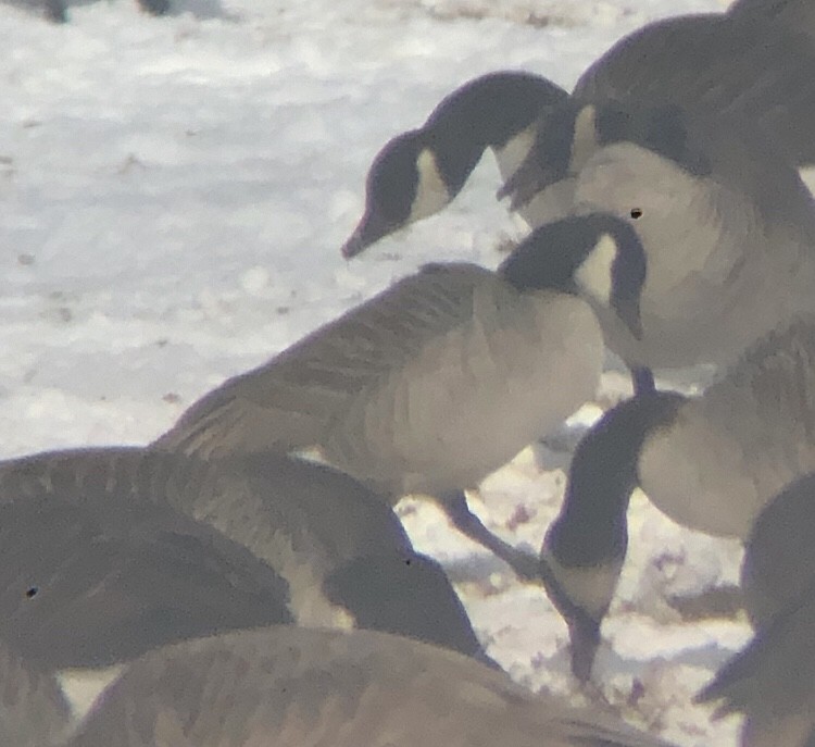 Cackling Goose (Richardson's) - ML629417605