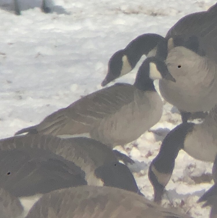 Cackling Goose (Richardson's) - ML629417606