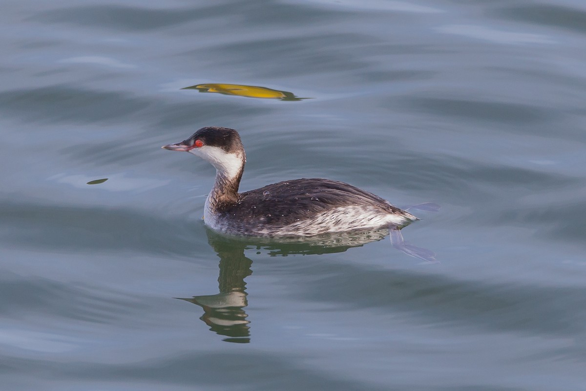 Horned Grebe - ML629417639