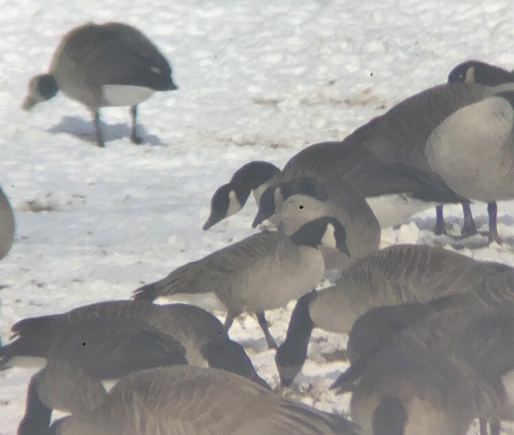 Cackling Goose (Richardson's) - ML629417644