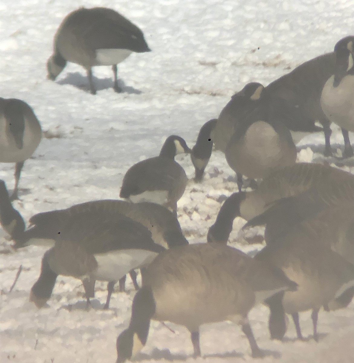 Cackling Goose (Richardson's) - ML629417645