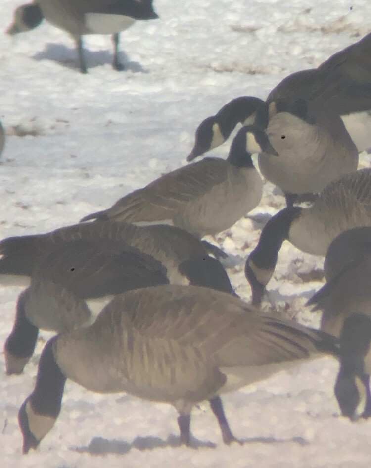 Cackling Goose (Richardson's) - ML629417646