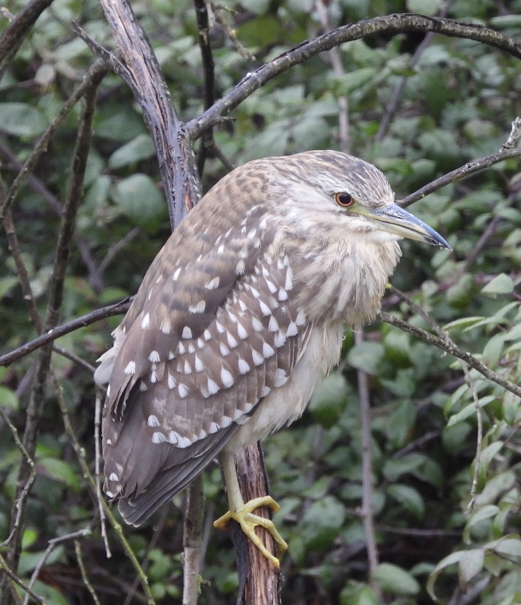 Black-crowned Night Heron - ML629417650