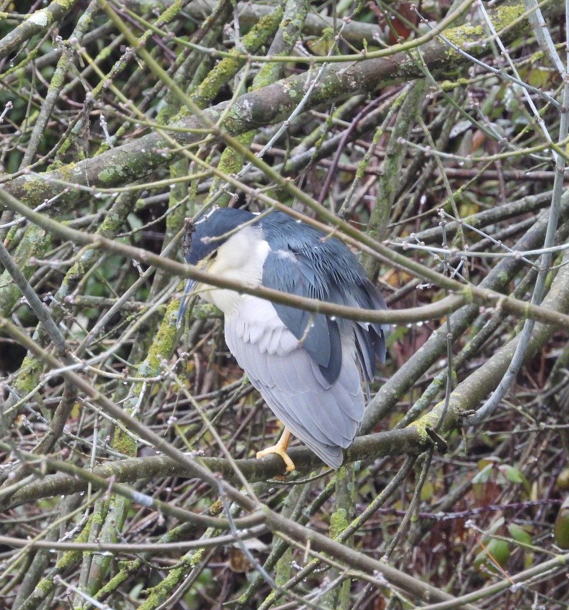 Black-crowned Night Heron - ML629417651