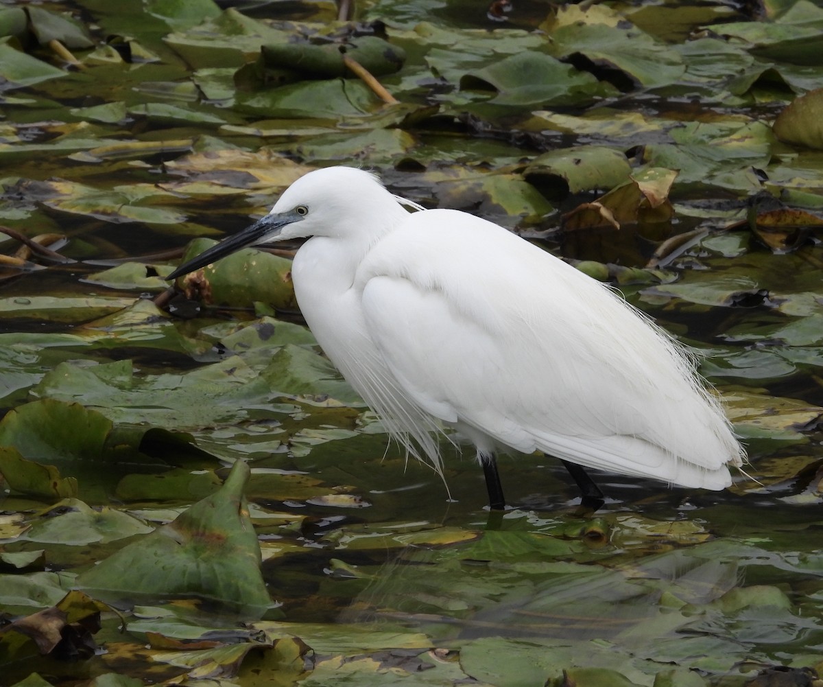 Little Egret - ML629417659