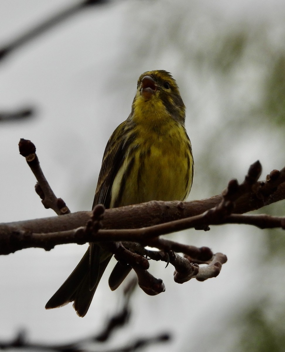 European Serin - ML629417671