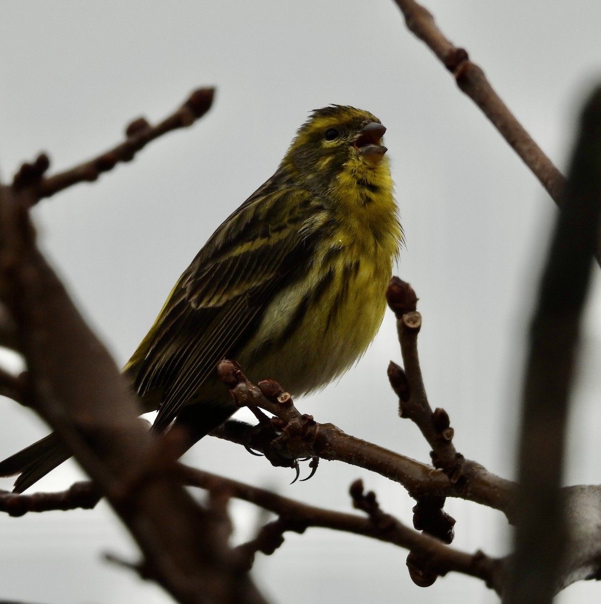 European Serin - ML629417672