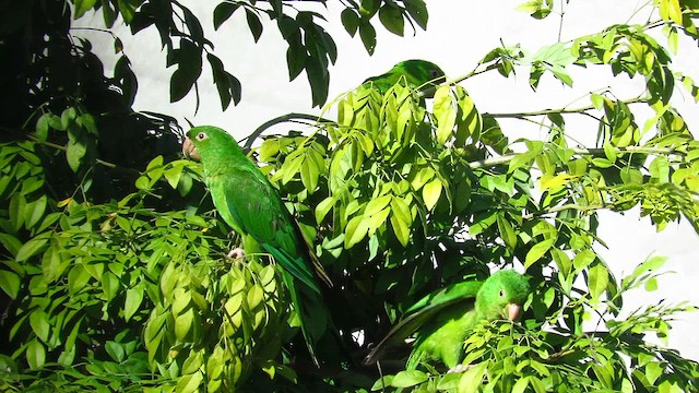 Pacific Parakeet - ML629417744