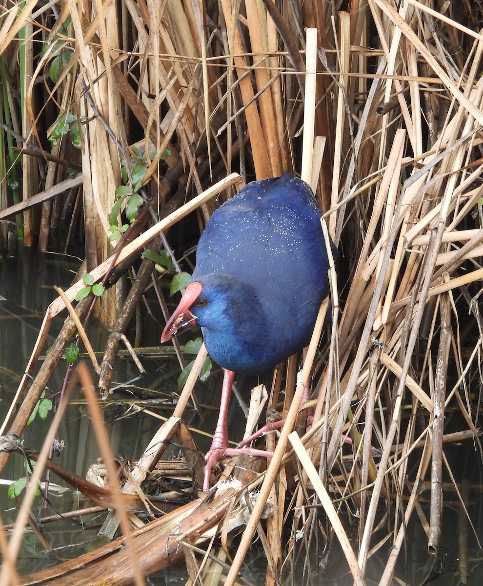 Western Swamphen - ML629417790