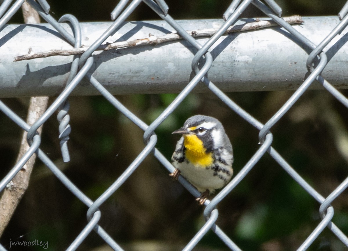 Yellow-throated Warbler - ML629417816