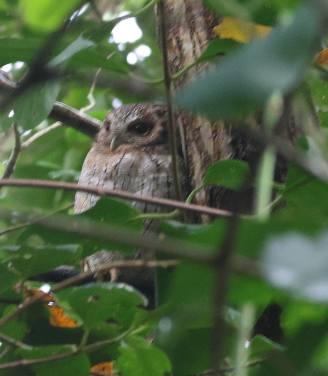 Tropical Screech-Owl - ML629417850