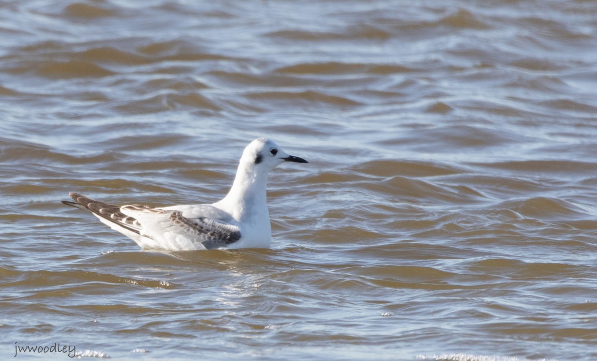 Bonaparte's Gull - ML629417930