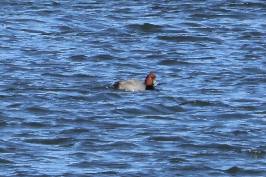 Redhead - ML629418185