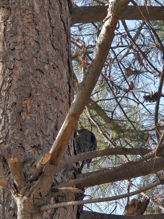 Red-naped Sapsucker - ML629418189