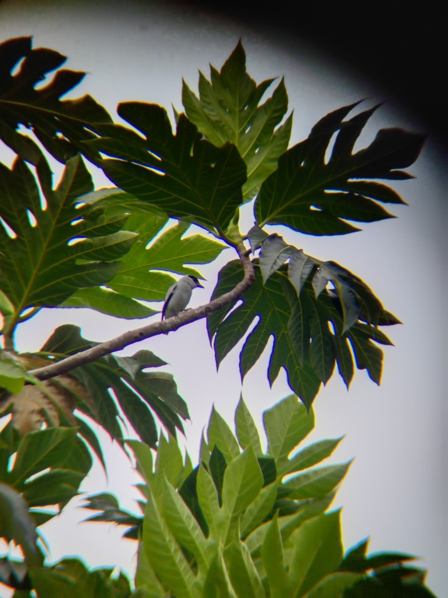 Black-crowned Tityra - ML629418370