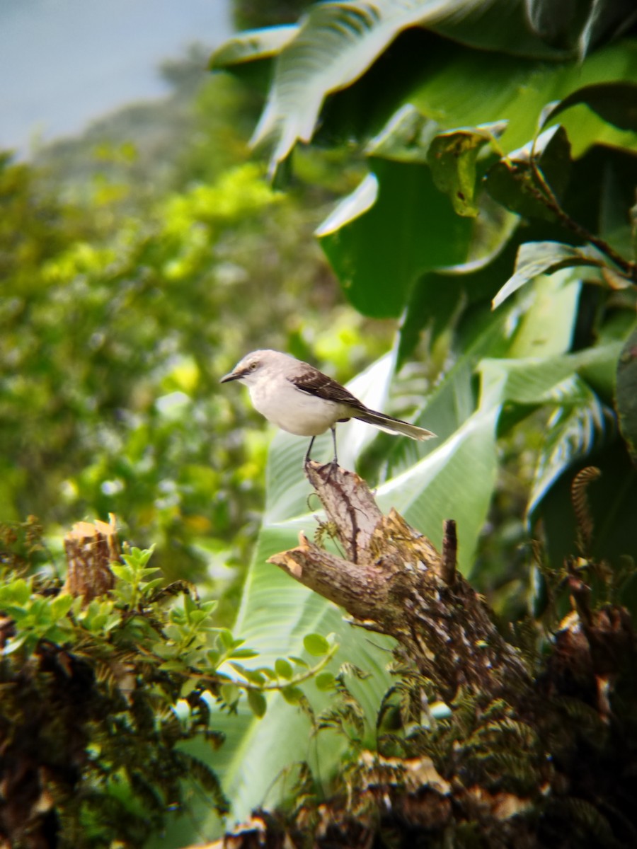 Tropical Mockingbird - ML629418400