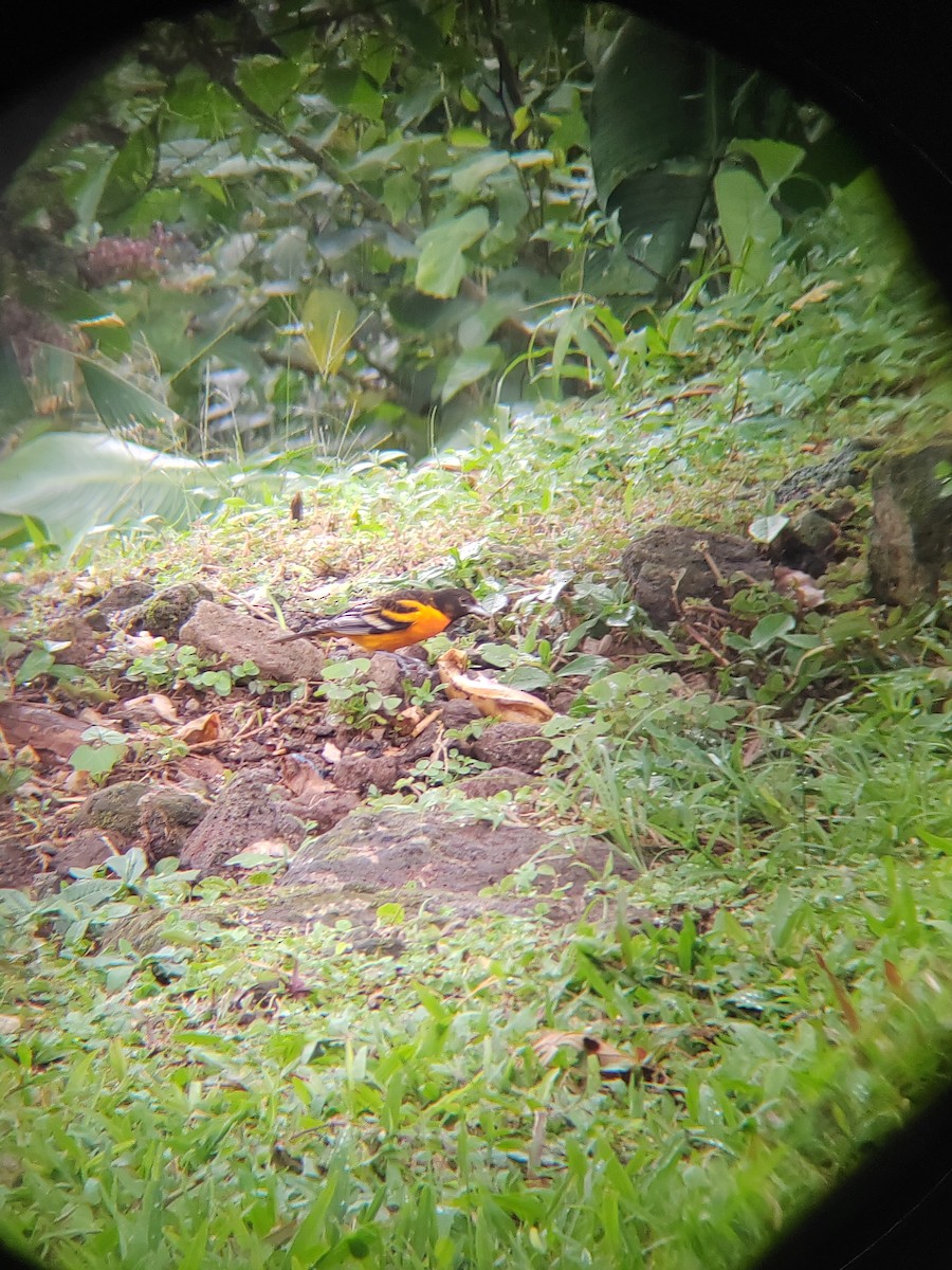 Baltimore Oriole - ML629418427