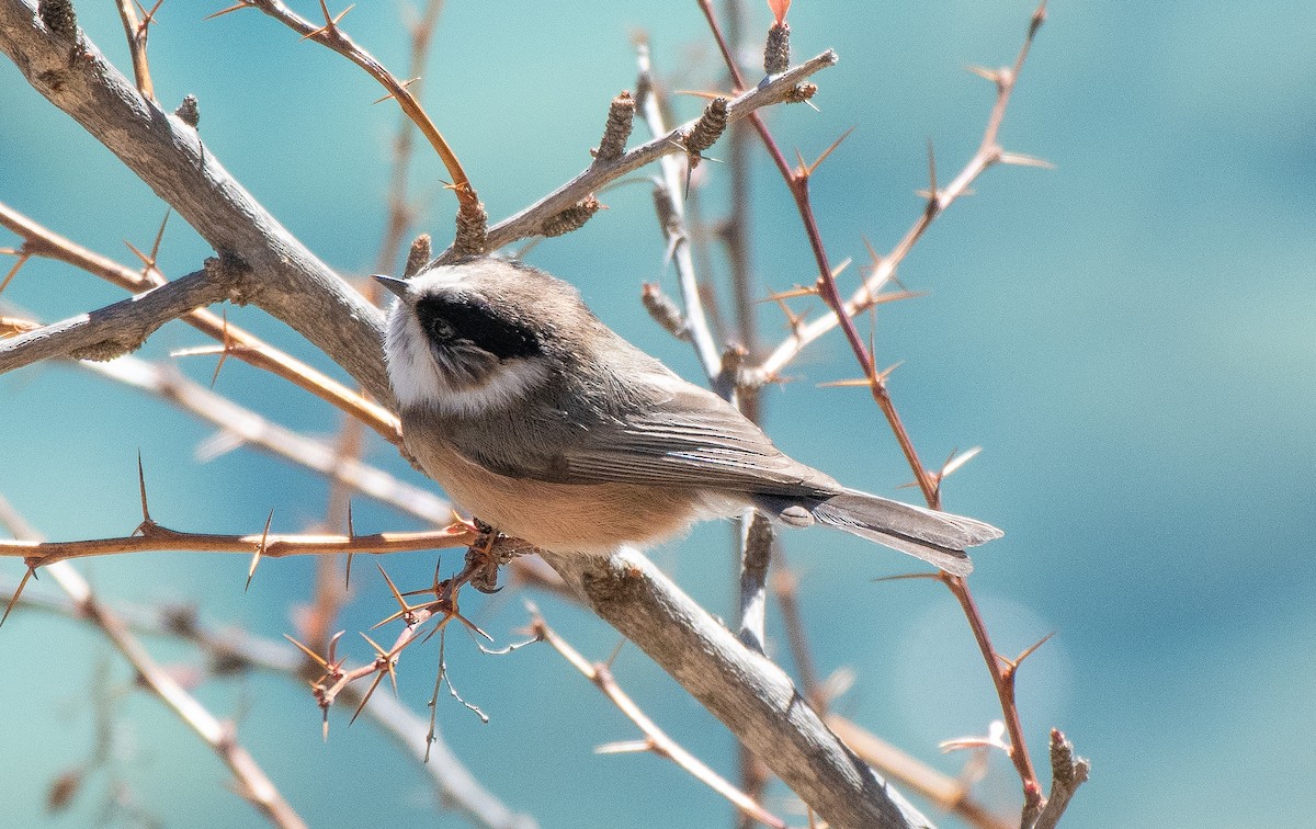 White-throated Tit - ML629418465