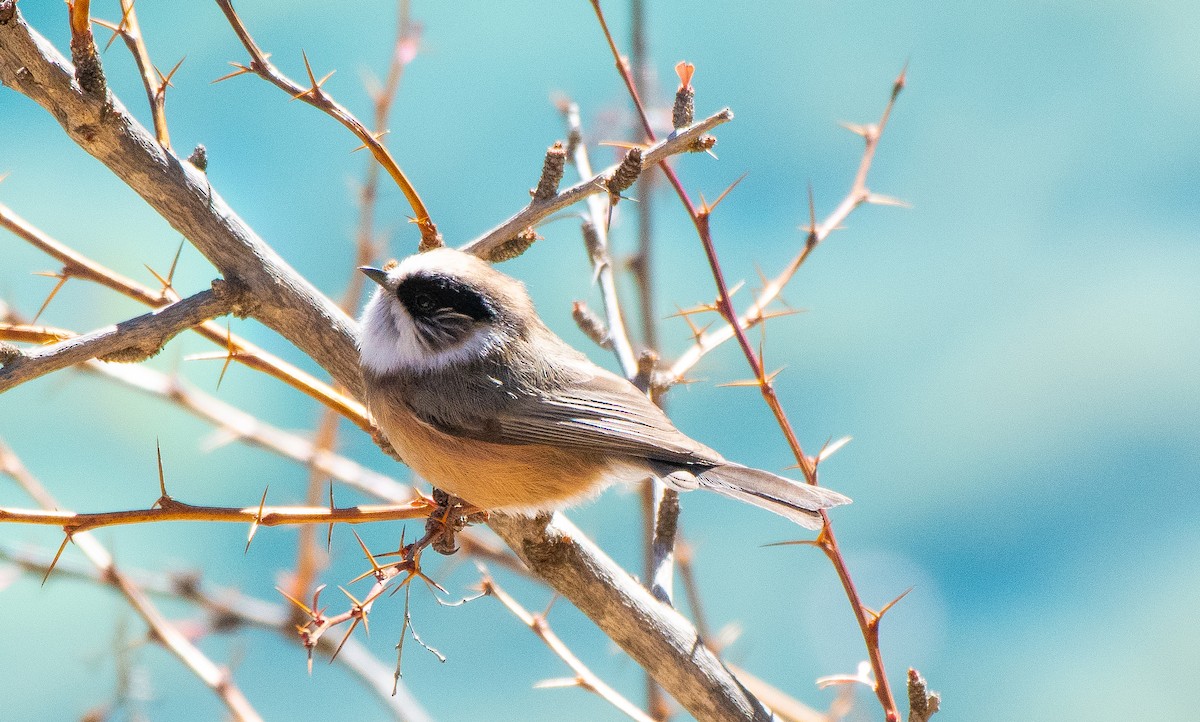 White-throated Tit - ML629418466