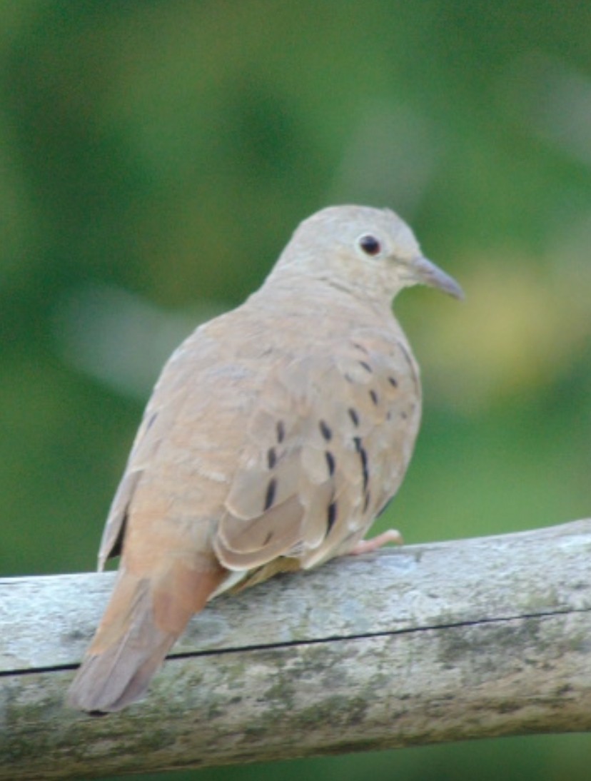 Ruddy Ground Dove - ML629419035