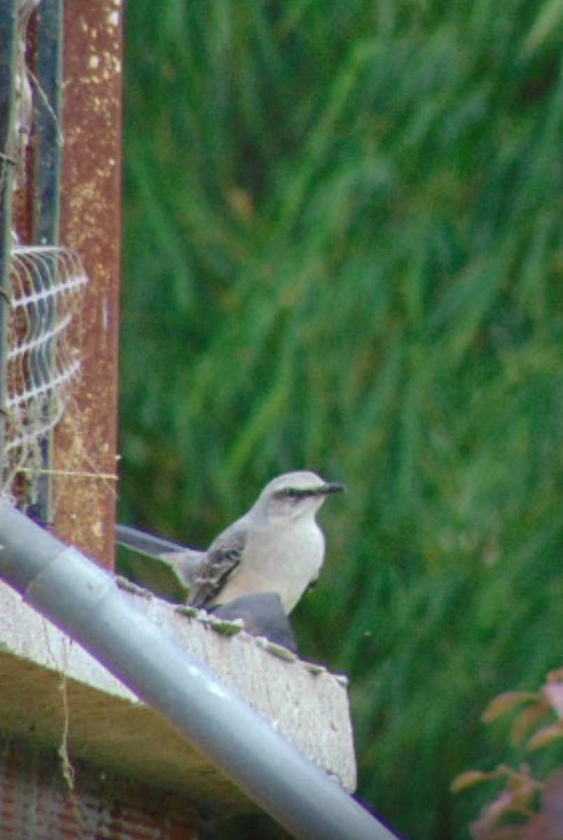 Tropical Mockingbird - ML629419050