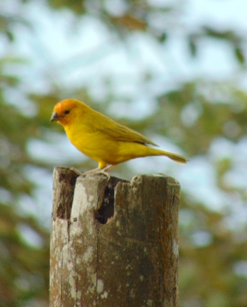 Saffron Finch - ML629419069