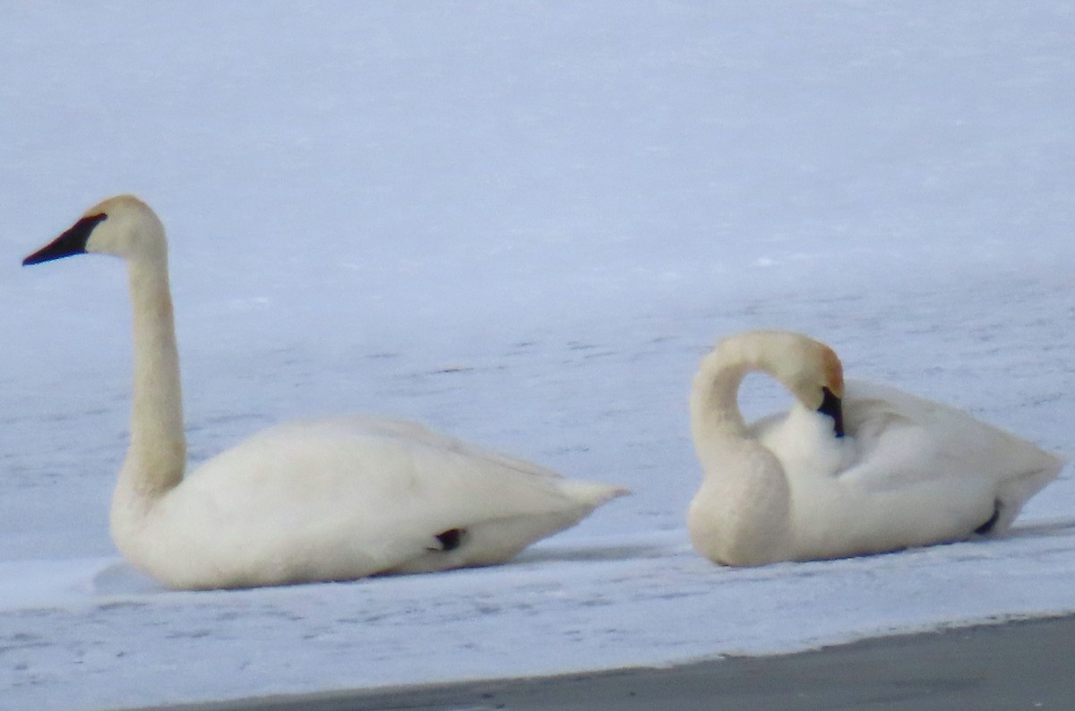 Trumpeter Swan - ML629419294