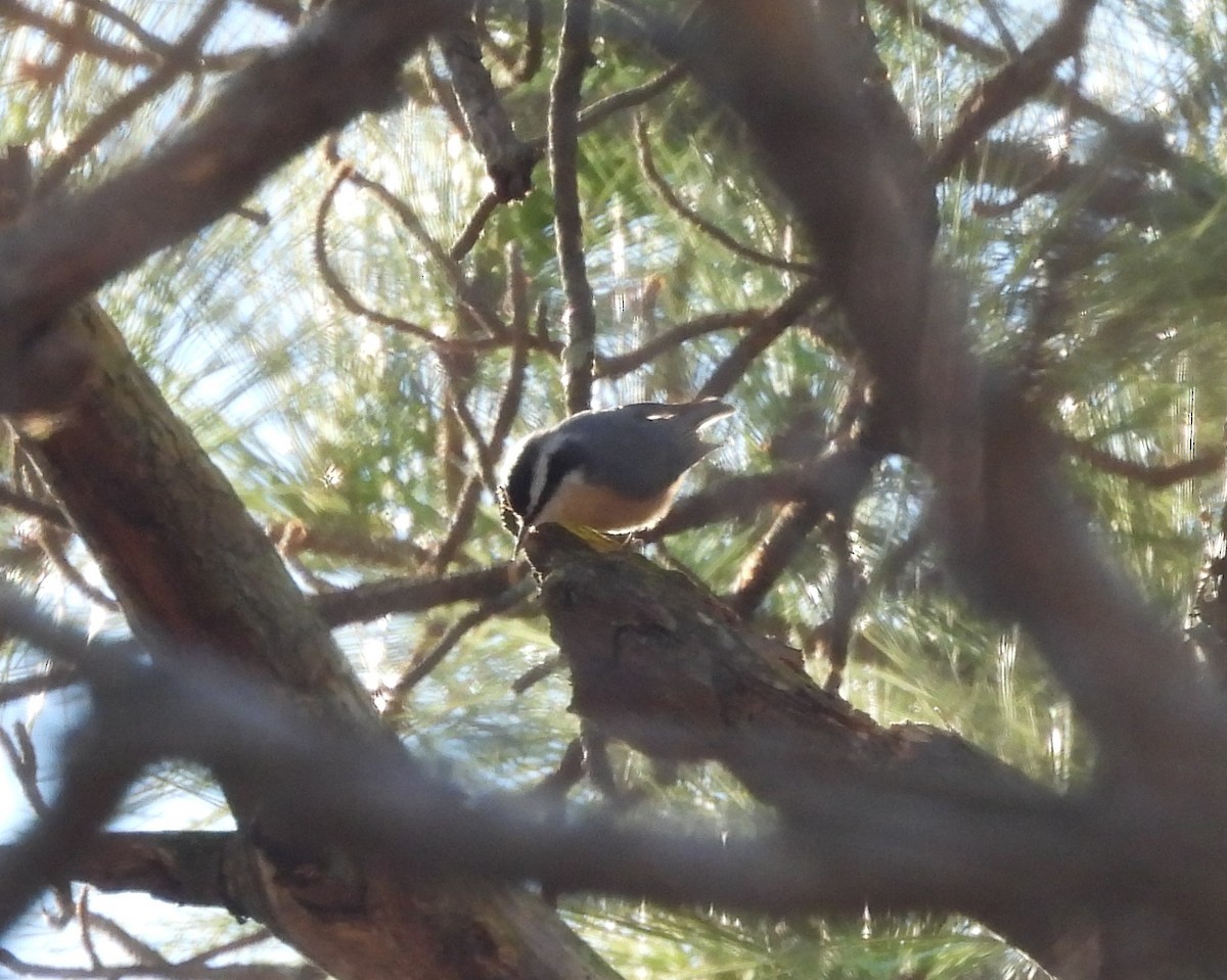 Red-breasted Nuthatch - ML629419300