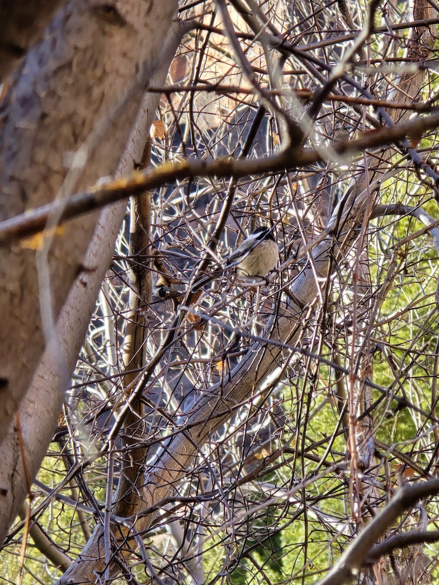 Black-capped Chickadee - ML629419463