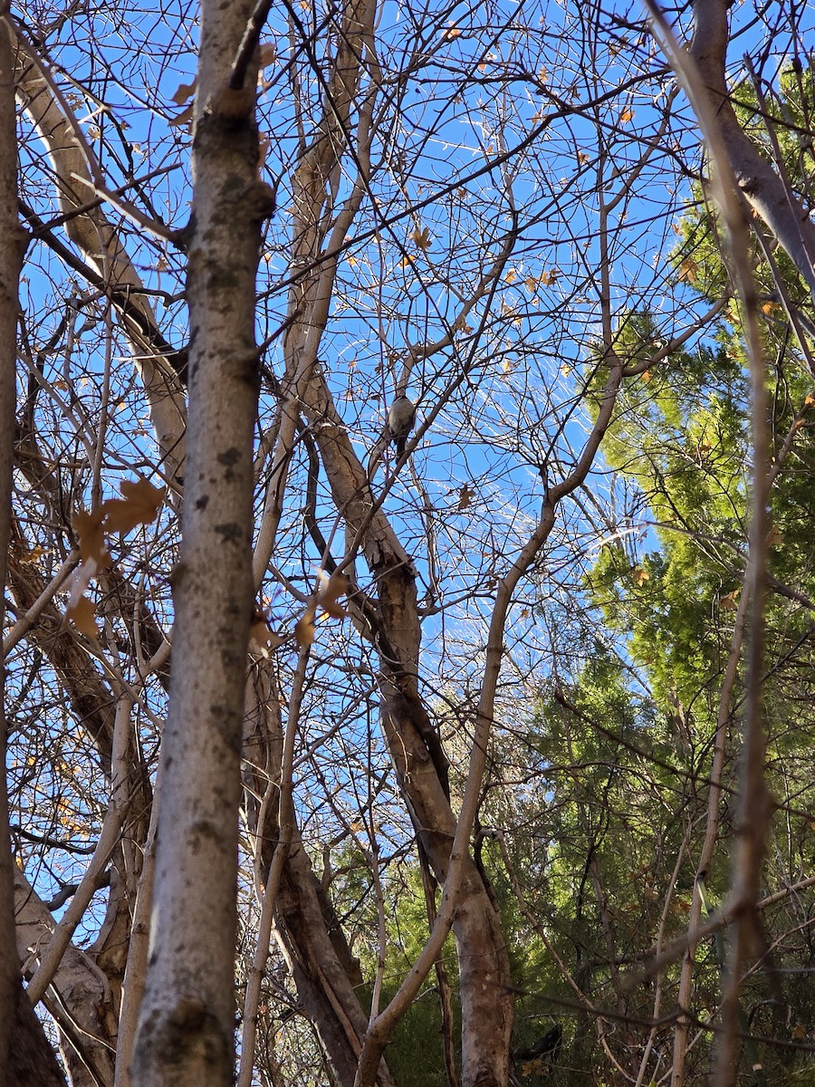 Black-capped Chickadee - ML629419464
