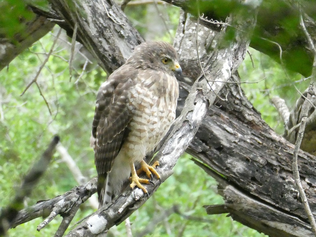 Roadside Hawk - ML629419599