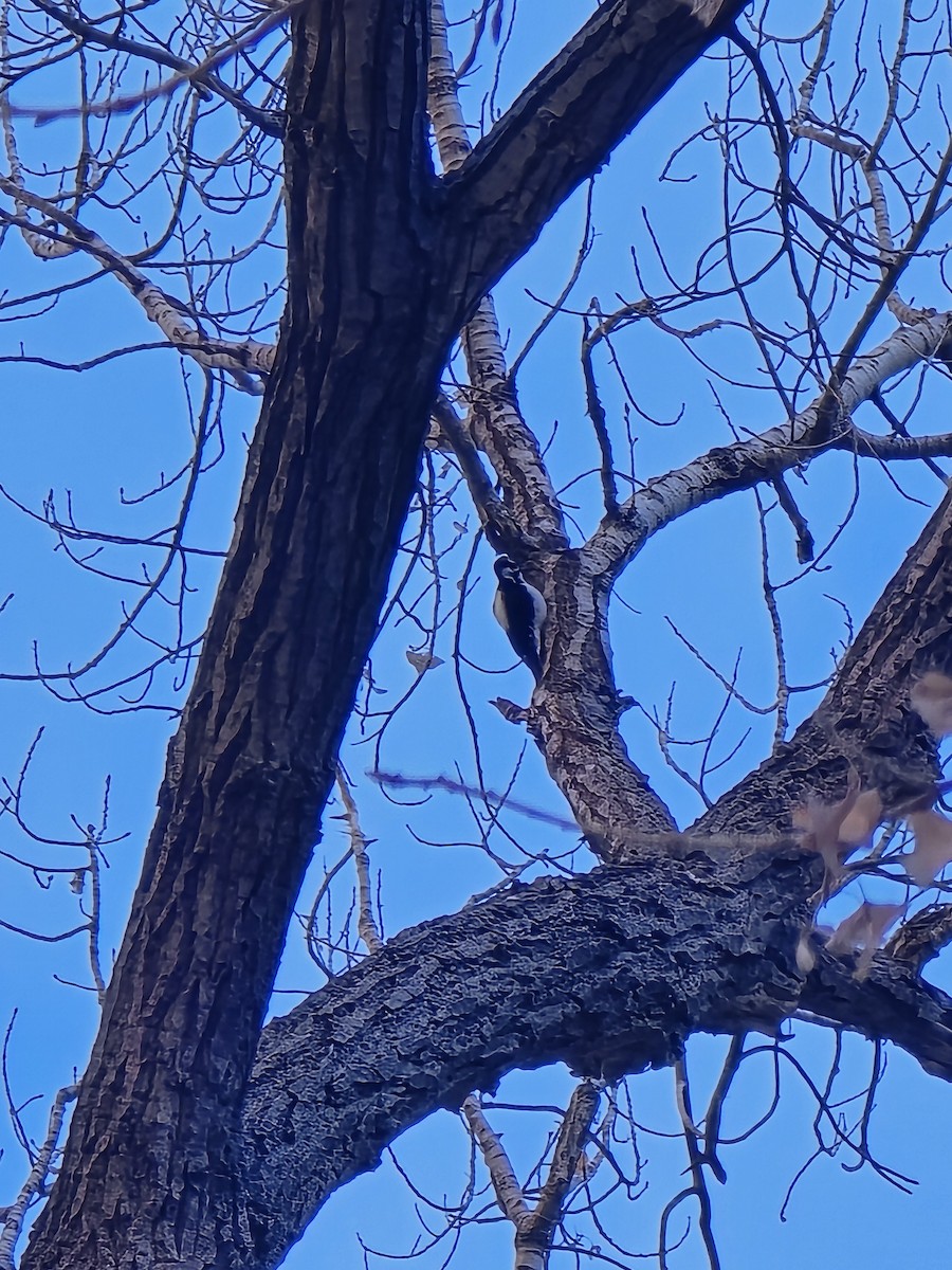 Hairy Woodpecker - ML629419867