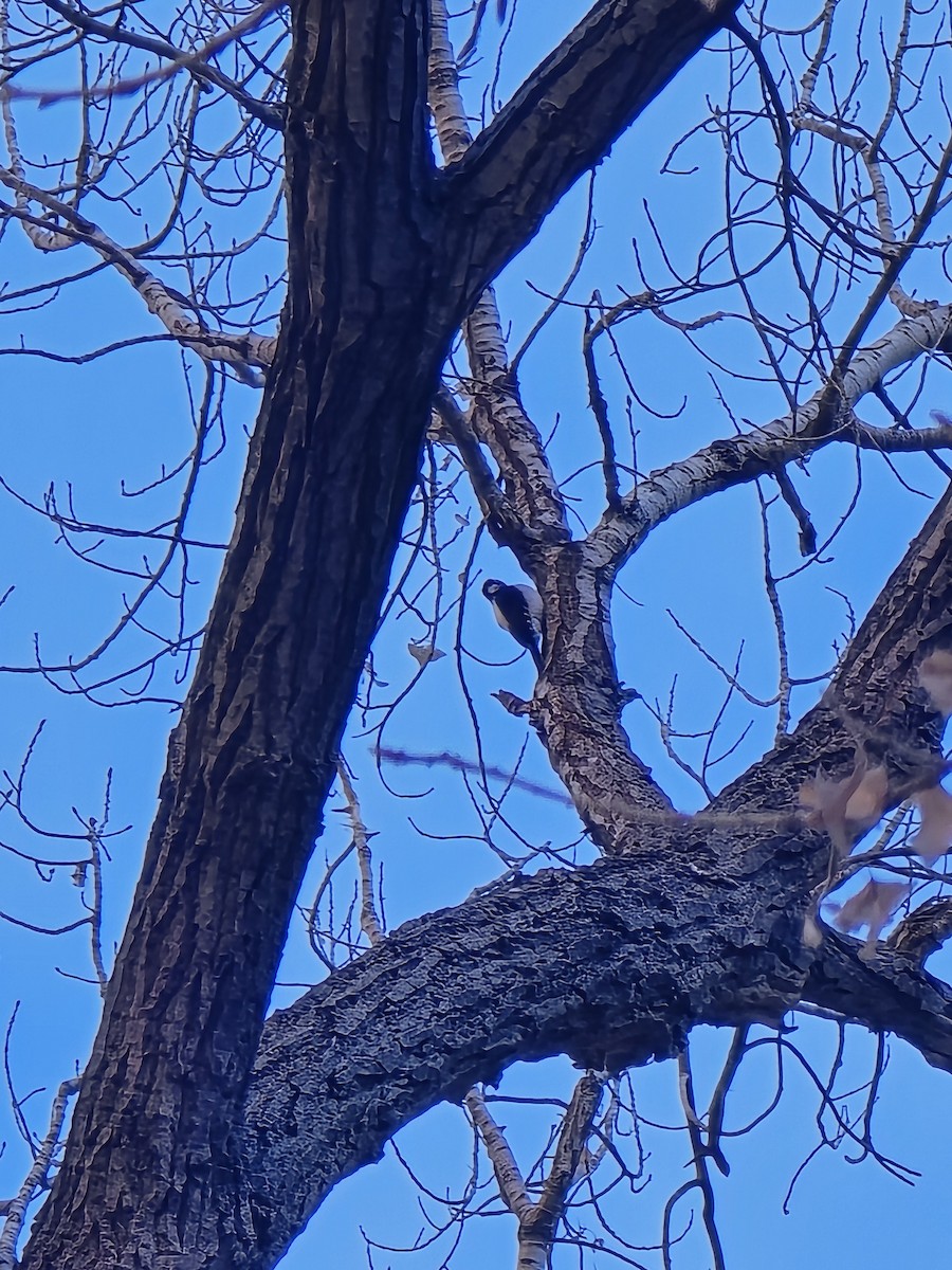 Hairy Woodpecker - ML629419868