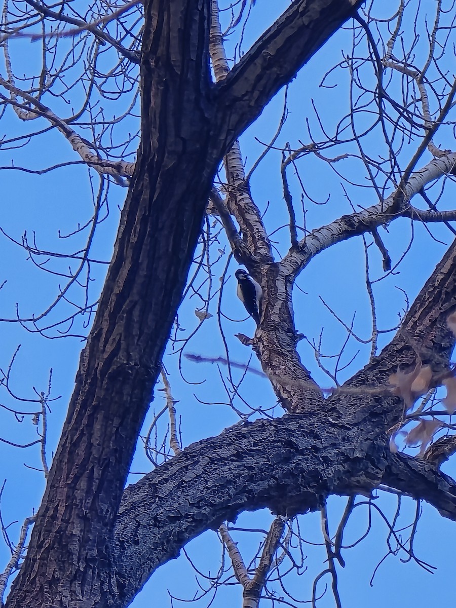 Hairy Woodpecker - ML629419869