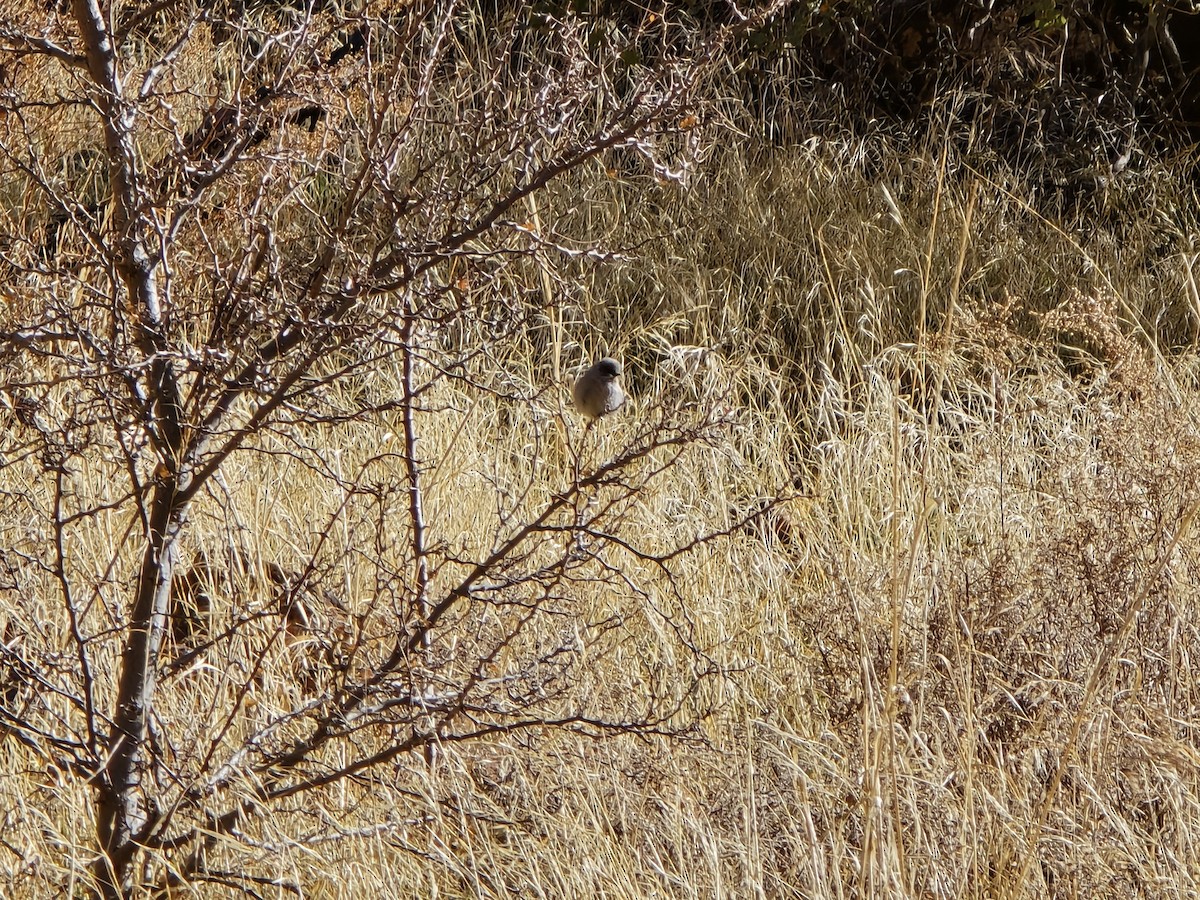 Bushtit - ML629419899