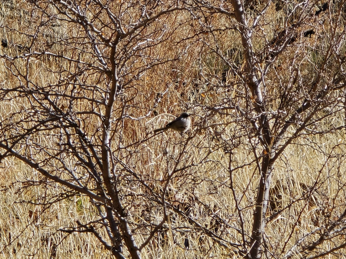 Bushtit - ML629419900