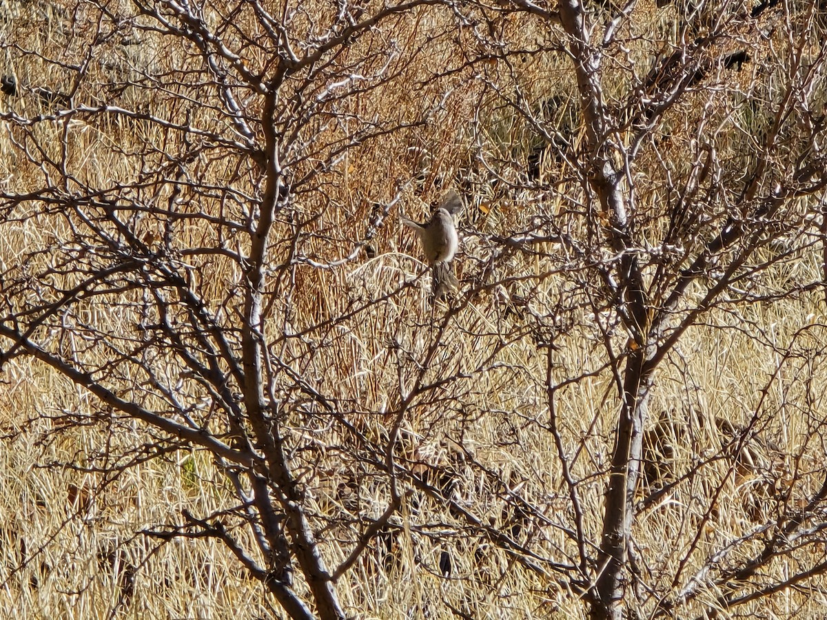 Bushtit - ML629419901