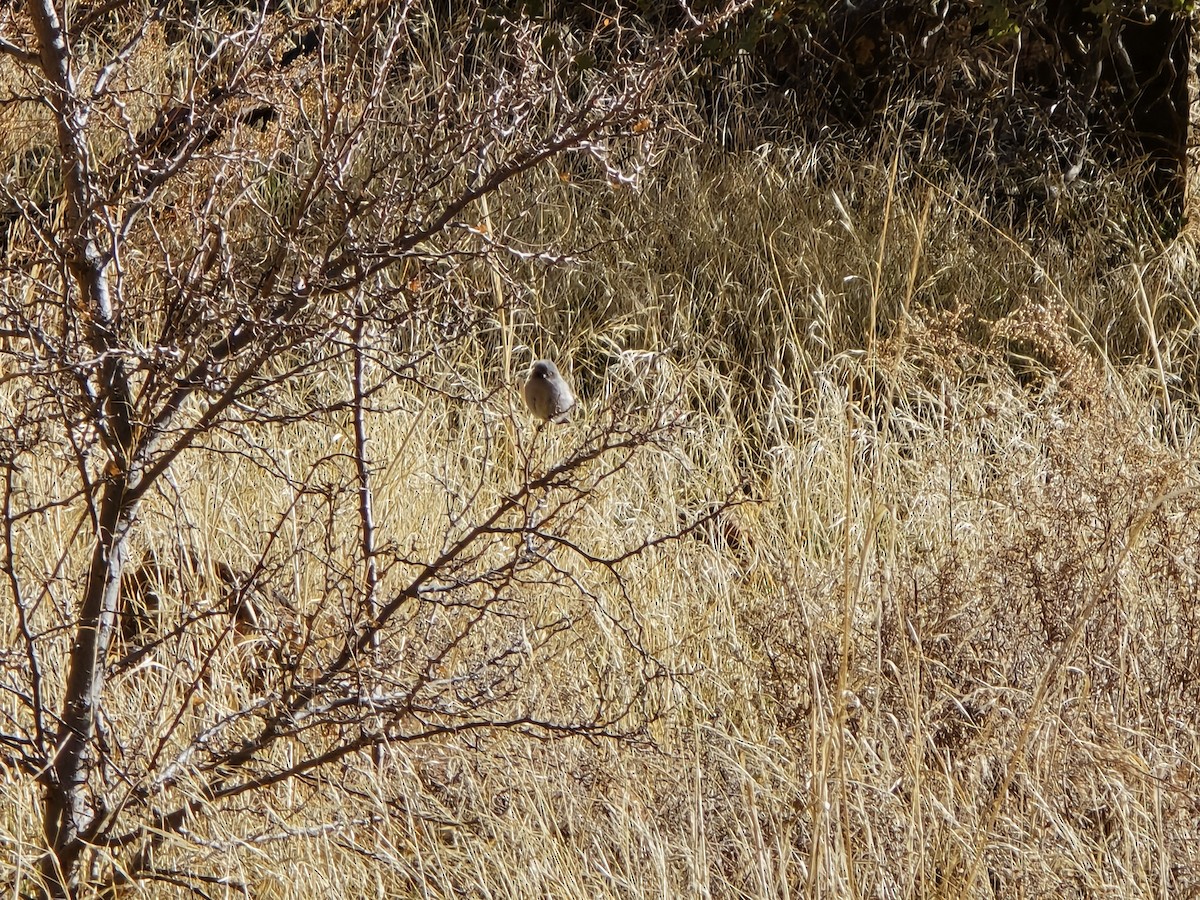 Bushtit - ML629419902