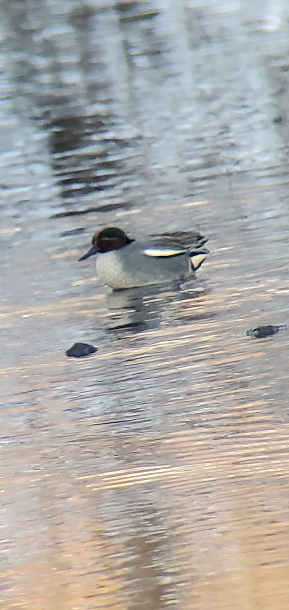 Zertzeta arrunta (eurasiarra) - ML629420015