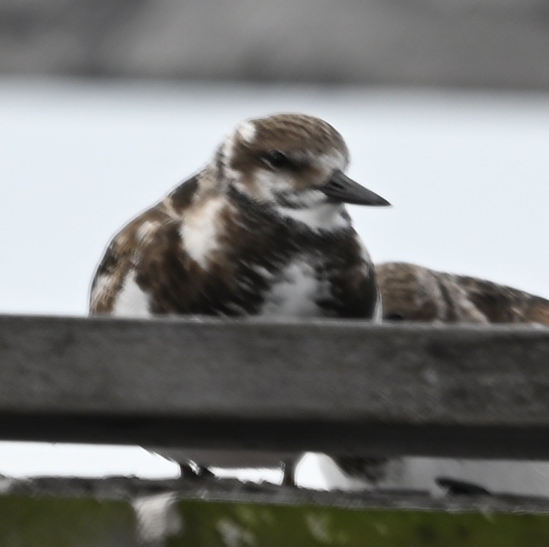 Алаг хайргач - ML629420066