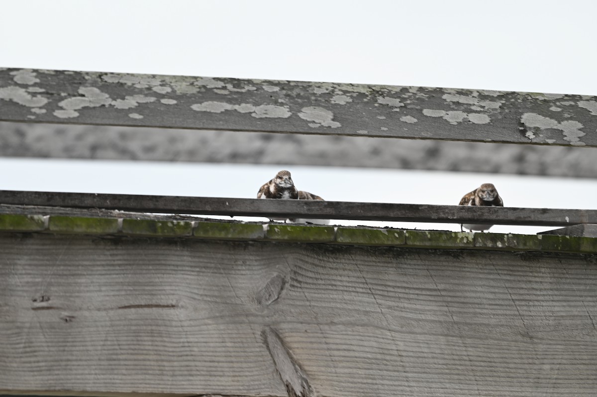 Алаг хайргач - ML629420067