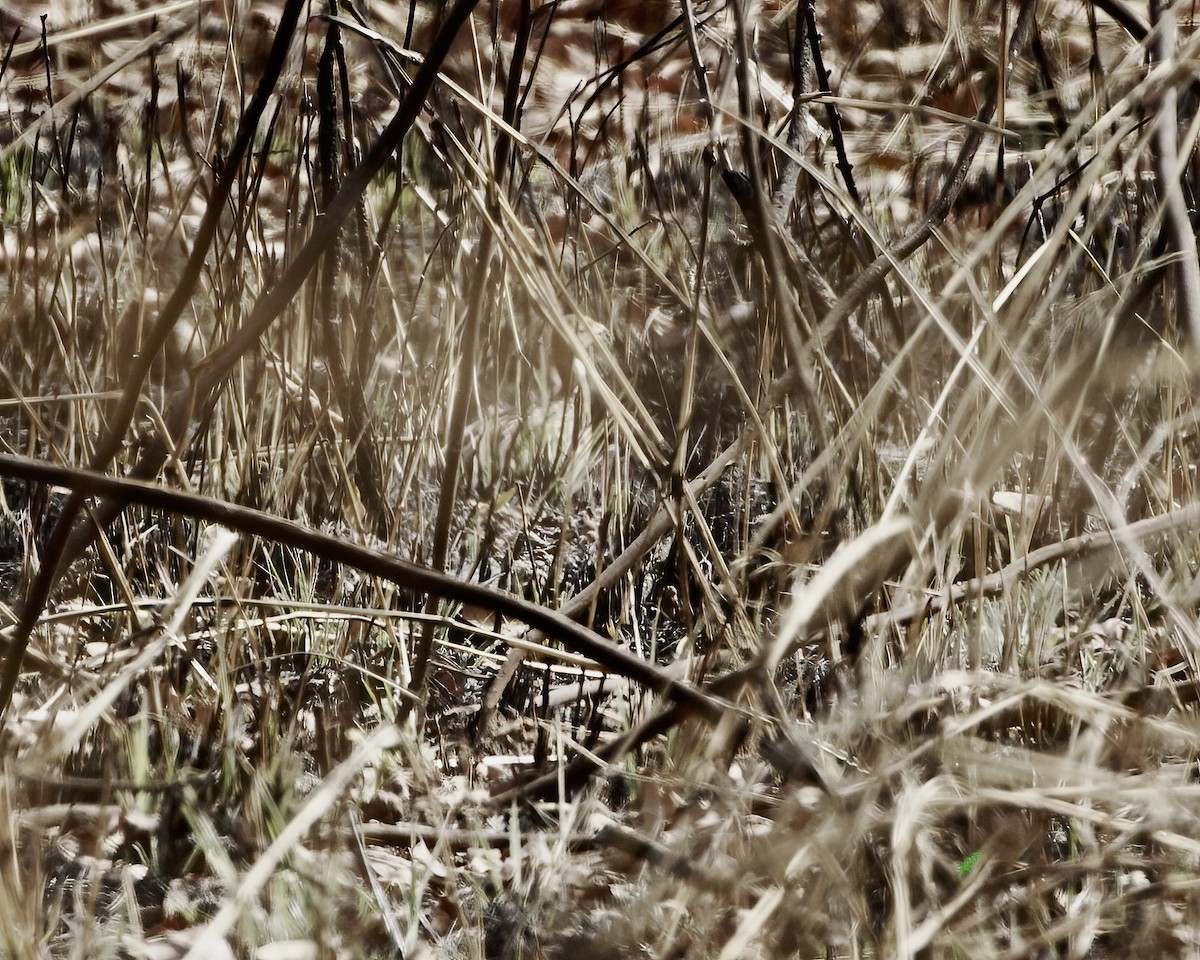 White-throated Francolin - ML629420186