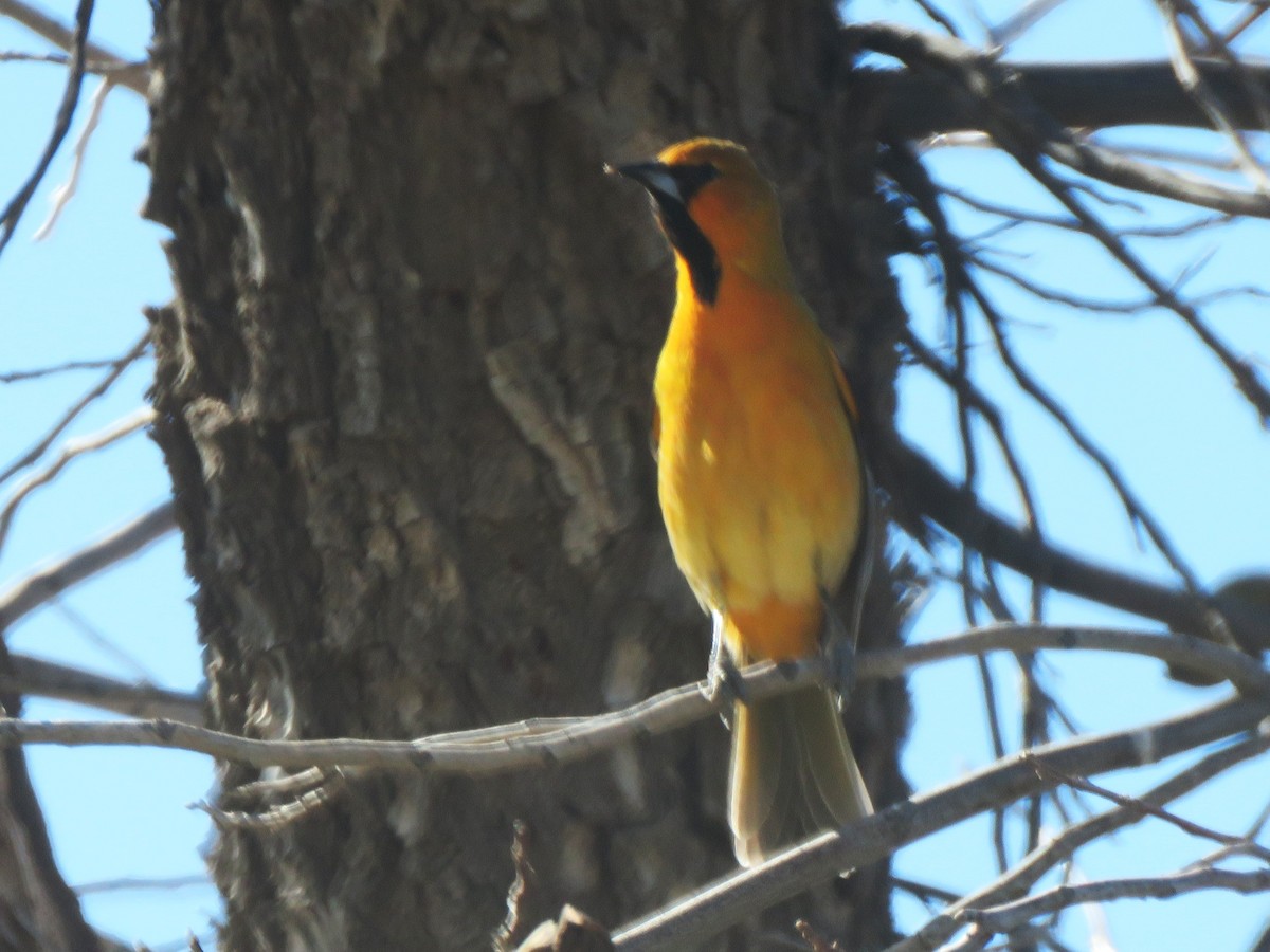 Streak-backed Oriole - ML629420730