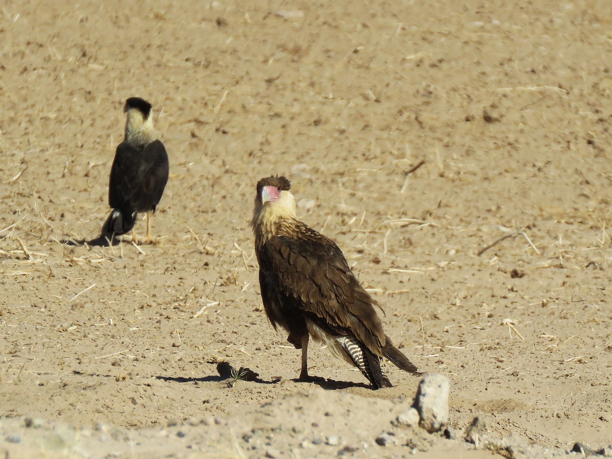 Crested Caracara - ML629420758