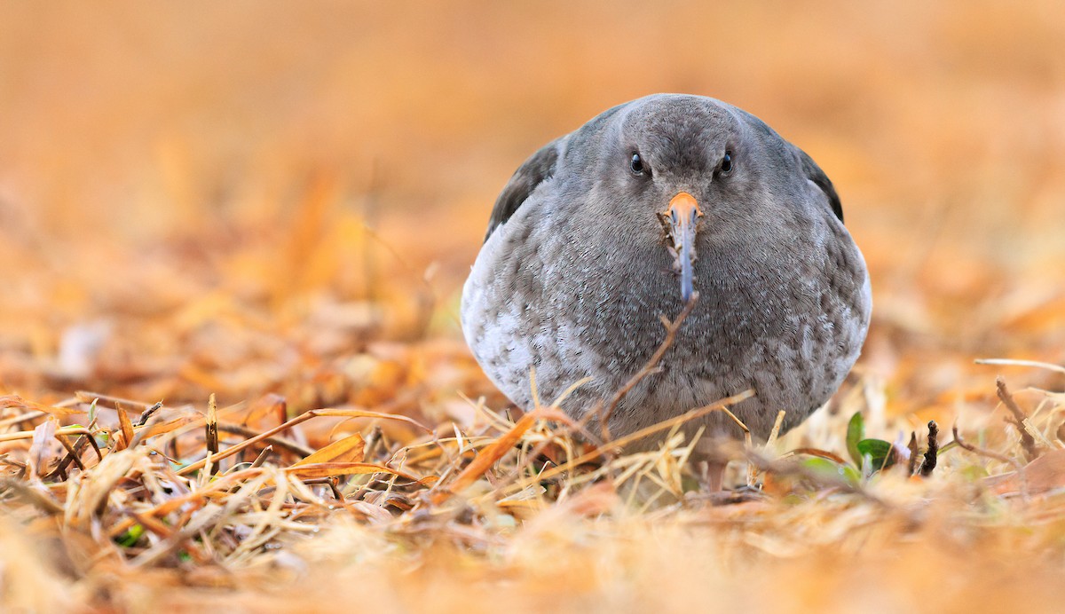 Purple Sandpiper - ML629420899