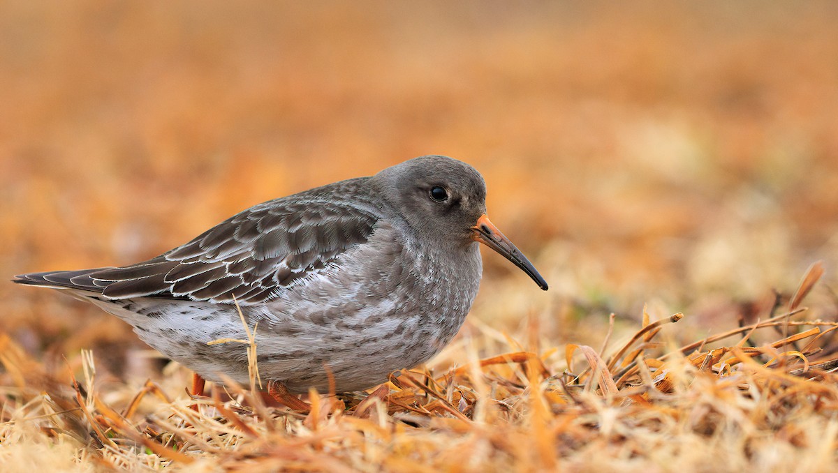 Purple Sandpiper - ML629420923