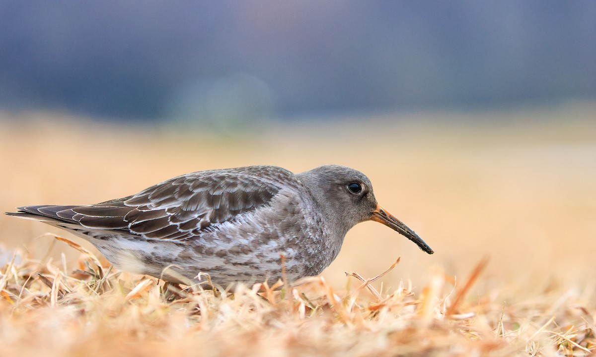 Purple Sandpiper - ML629420933