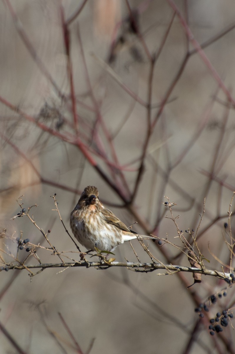 Purple Finch - ML629420940